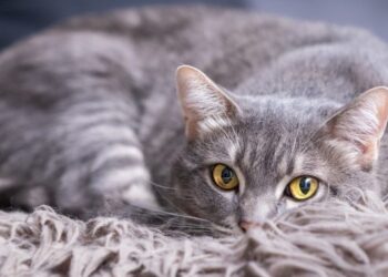 Вы не поверите, каким был этот котенок всего полгода назад: слезы польются рекой. Фото