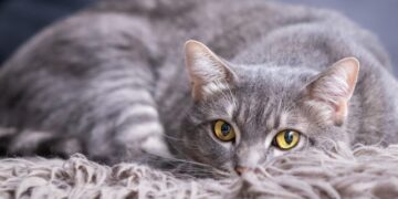 Вы не поверите, каким был этот котенок всего полгода назад: слезы польются рекой. Фото