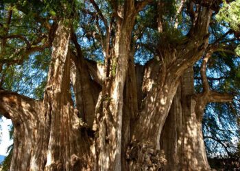 Где растет дерево, шире которого нет во всем мире