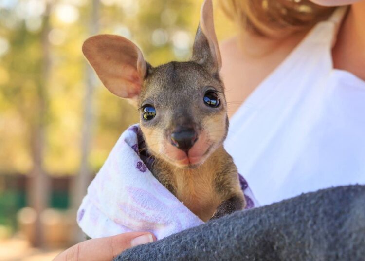 Мужчина подобрал дикого кенгуренка, тот вырос и страшно «отблагодарил» его