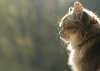 Что видят кошки, когда смотрят в пустоту