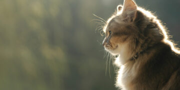 Что видят кошки, когда смотрят в пустоту