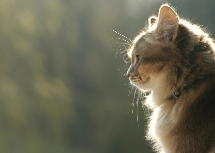 Что видят кошки, когда смотрят в пустоту