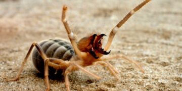 Где в России живет один из самых страшных пауков на планете