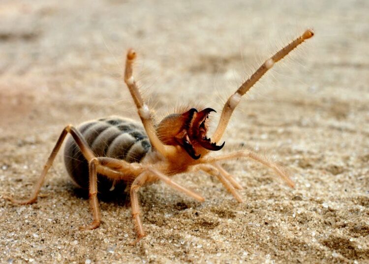 Где в России живет один из самых страшных пауков на планете