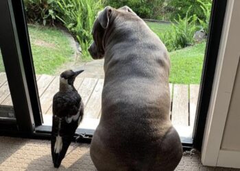 Собака страшной породы вскормила раненого птенца сороки. Удивительные фото