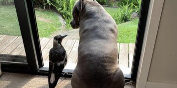 Собака страшной породы вскормила раненого птенца сороки. Удивительные фото