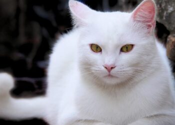 Кот с пулей в животе удивил даже ветеринара, но вот каким стал пушистик. Фото