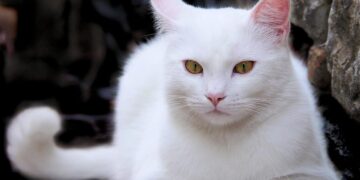 Кот с пулей в животе удивил даже ветеринара, но вот каким стал пушистик. Фото