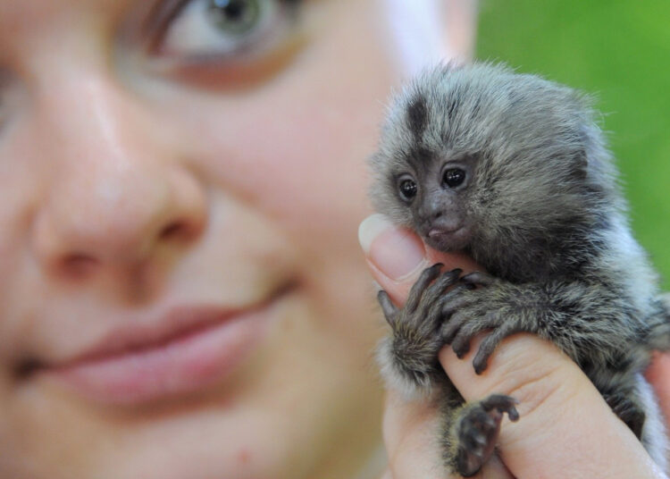 Маленькие и милые: необычные мини-зверьки со всего света