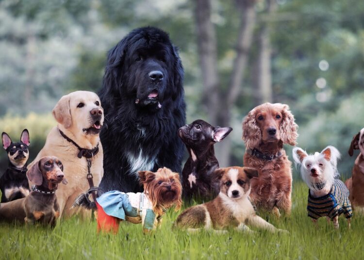 5 пород собак, которые за последние столетия изменились до неузнаваемости. Фото