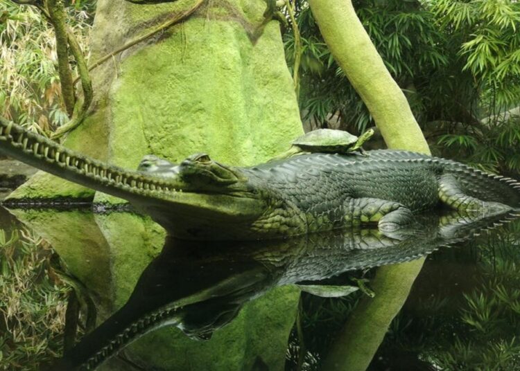 Топ-10 самых необычных существ на планете