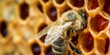Что будет, если вымрут все пчелы на планете
