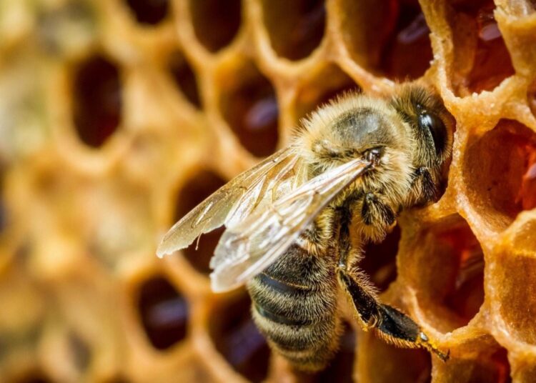 Что будет, если вымрут все пчелы на планете