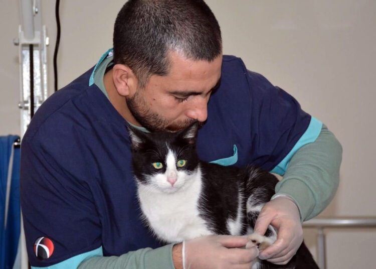 Кот со сломанной лапой сам пришел в больницу и получил медицинскую помощь. Видео