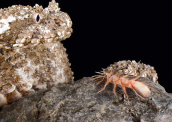 Видео вероломной охоты змеи на маленькую птичку заставит сжаться даже каменное сердце