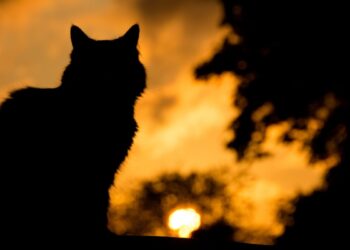 Предали, хотели убить: кот шел 20 км к дому, а хозяева отвезли его на усыпление