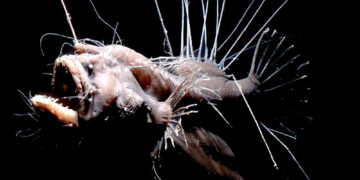 Анти-милота: животные, которые вызывают отвращение