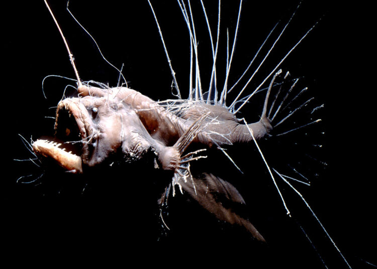 Анти-милота: животные, которые вызывают отвращение