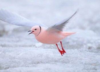 Какие необычные звери водятся только в России