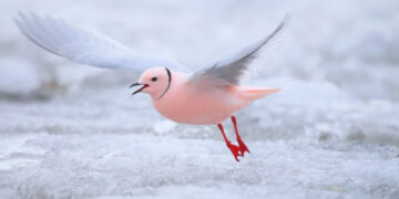 Какие необычные звери водятся только в России