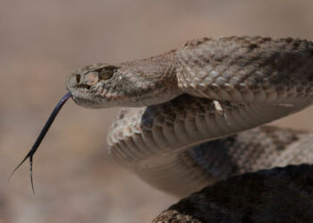 Самые страшные животные России, некоторые смертельно опасны