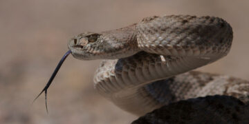 Самые страшные животные России, некоторые смертельно опасны