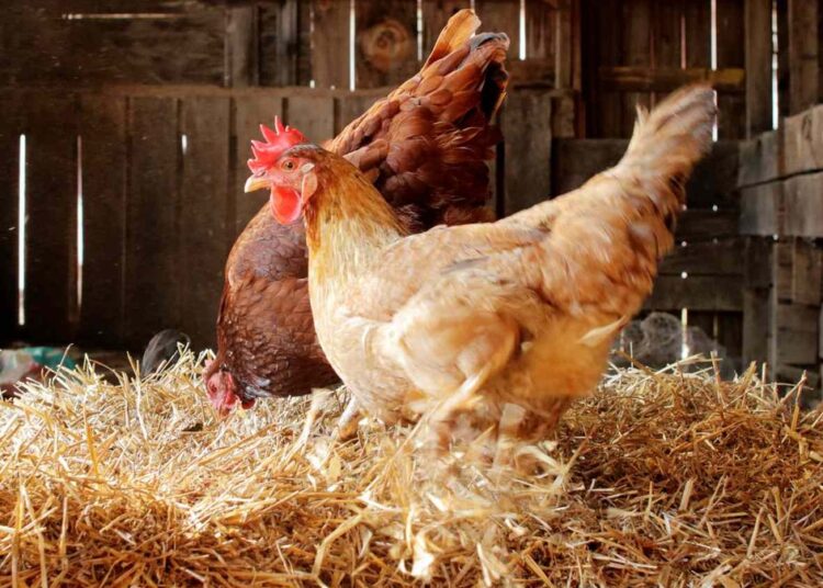 Что стало с «девочкой-курицей», которая 9 лет прожила в птичнике