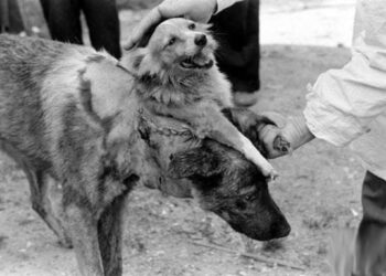 Зачем в советские годы Владимир Демихов делал двухголовых собак