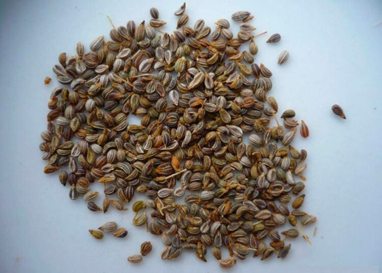 Почему в России запрещены семена петрушки