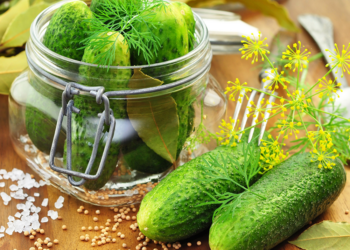Соленые огурчики — путь к здоровью