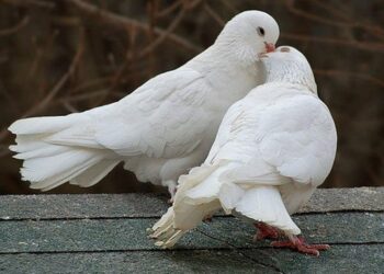 Что означают слова«ланфрен-ланфра» в песне о голубке, исполненной Михаилом Боярским