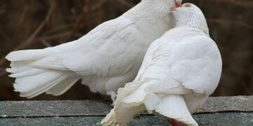 Что означают слова«ланфрен-ланфра» в песне о голубке, исполненной Михаилом Боярским