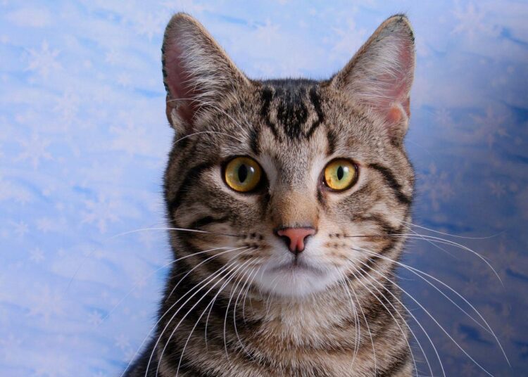 Зачем советские бойцы во время ВОВ держали в окопах обыкновенных кошек