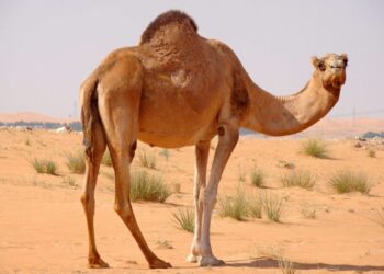 Что внутри горбов верблюда, который может долго жить без воды и еды
