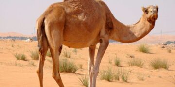 Что внутри горбов верблюда, который может долго жить без воды и еды