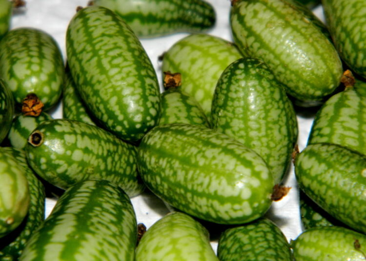 Жизнь до селекции: фрукты и овощи, которые выглядели совсем по-другому