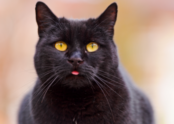 Черная кошка и другие приметы: необычные суеверия из разных уголков планеты