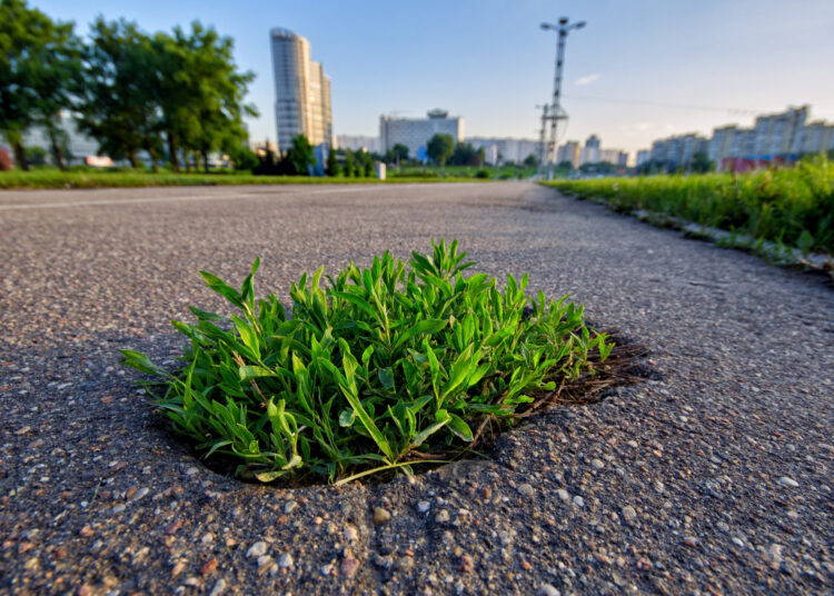 Как нежный росток пробивает асфальт