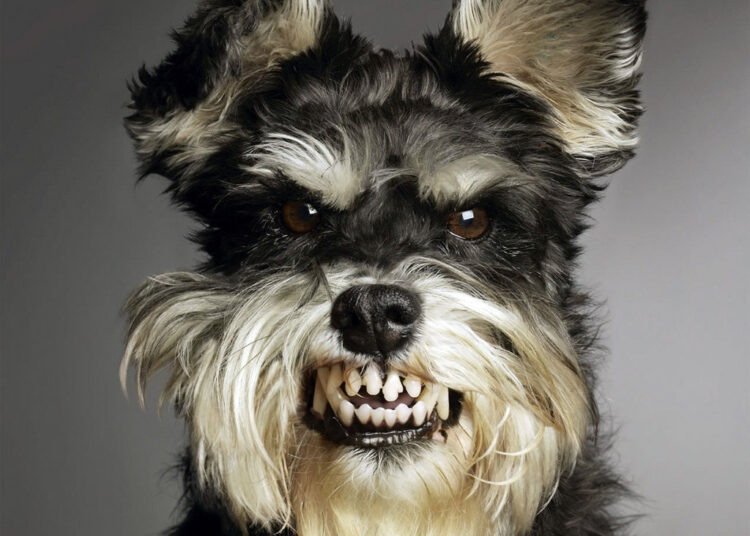 Рискнете попробовать? В Китае составили топ-4 «жестких» русских закусок