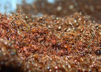 Зачем пить чай из муравьев