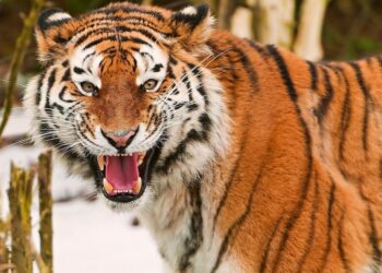 «Тигриное молоко»: что за странный продукт, который любят богачи