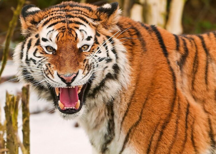 «Тигриное молоко»: что за странный продукт, который любят богачи