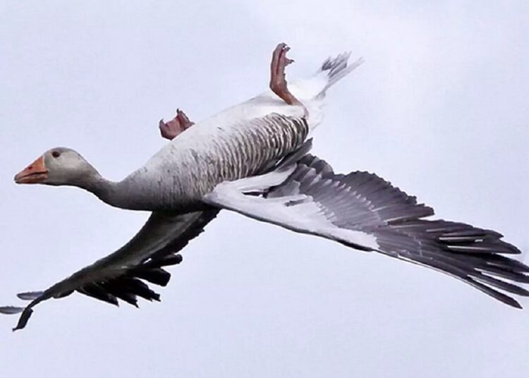 Зачем некоторые птицы научились летать вверх ногами