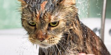 Кошачьи секреты: почему котики на самом деле не любят купаться