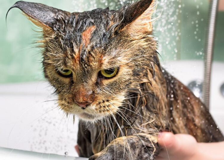 Кошачьи секреты: почему котики на самом деле не любят купаться