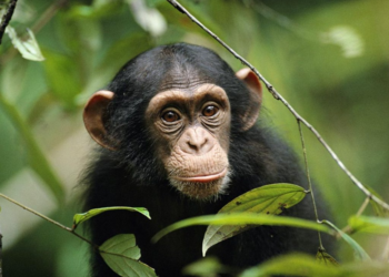 Шокирующий случай в Китае! Обезьяна с человеческим лицом