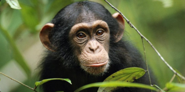 Шокирующий случай в Китае! Обезьяна с человеческим лицом