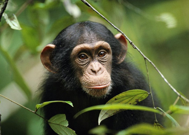 Шокирующий случай в Китае! Обезьяна с человеческим лицом