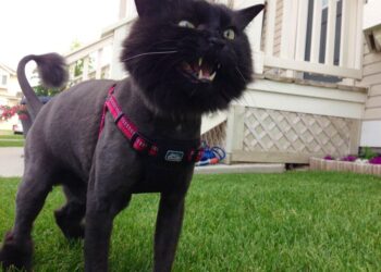 Почему кошки не понимают красоту и не любят, когда их бреют